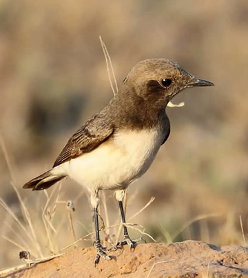 Banni Grasslands Reserve